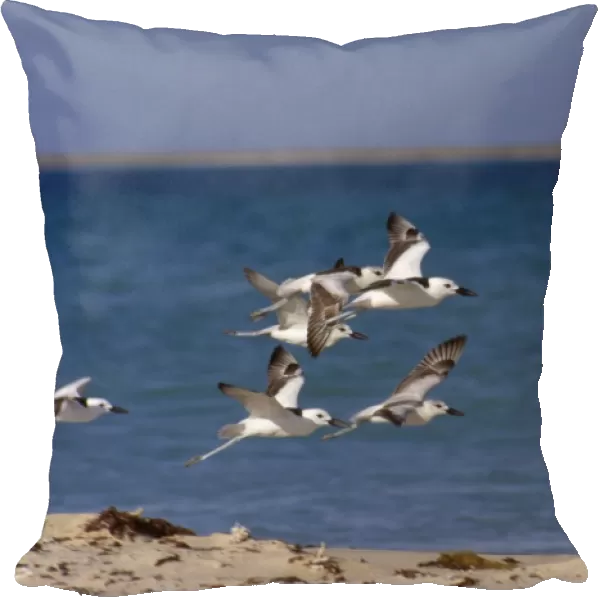 Crab Plover - group in flight