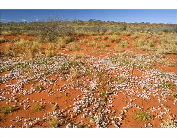 Spring desert - fully abloom Silvertails in red desert in early spring - Western Australia, Australia