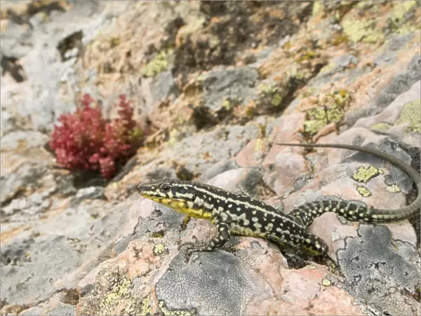 Tyrrhenian Wall Lizard - male in habitat - Corsica - France