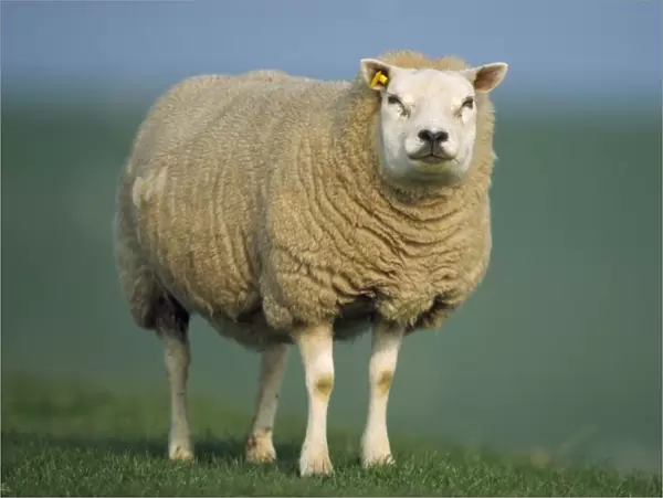 Texel Sheep - ewe