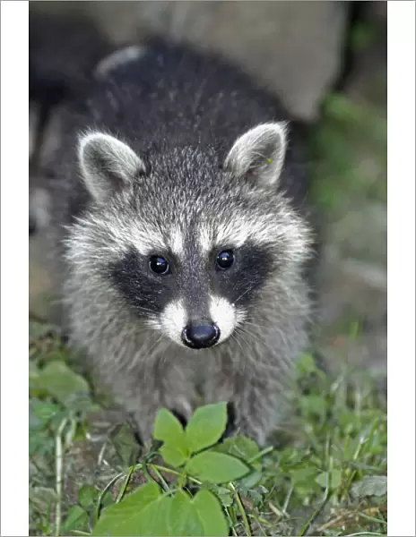 Raccoon - baby animal searching for food - Hessen - Germany