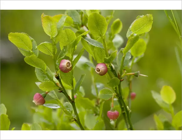 Bilberry (Vaccinium myrtillus) in flower. Exmoor