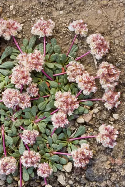 Pussypaws (Calyptridium umbellatum) - alpine flower - near Sisters, Cascade Mountains, Oregon