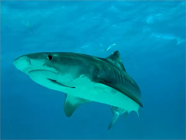 Tiger Shark - female - note hook damage in corner of mouth - Bahamas
