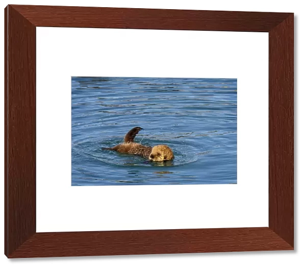 Alaskan  /  Northern Sea Otter - young pup learning to swim - Alaska _D3B7797