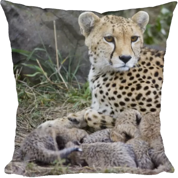 Cheetah - mother and 8 day old cubs in nest - Maasai Mara Reserve - Kenya