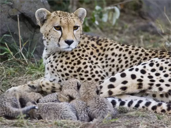 Cheetah - mother and 8 day old cubs in nest - Maasai Mara Reserve - Kenya