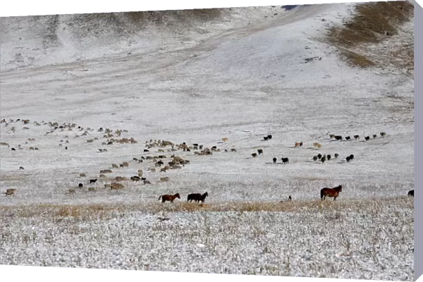 Horses and Sheep herds, Tienschan, Kazakhstan