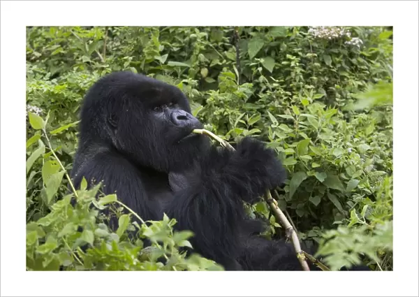 Mountain Gorilla - Large silverback feeding on wild celery. Virunga Volcanoes National Park - Rwanda. Endangered Species