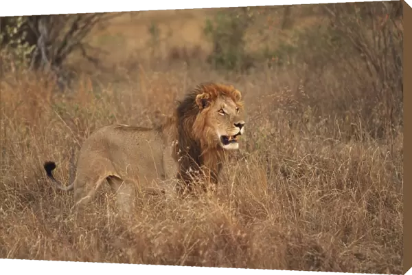 Lion - male - Maasai Mara - Kenya