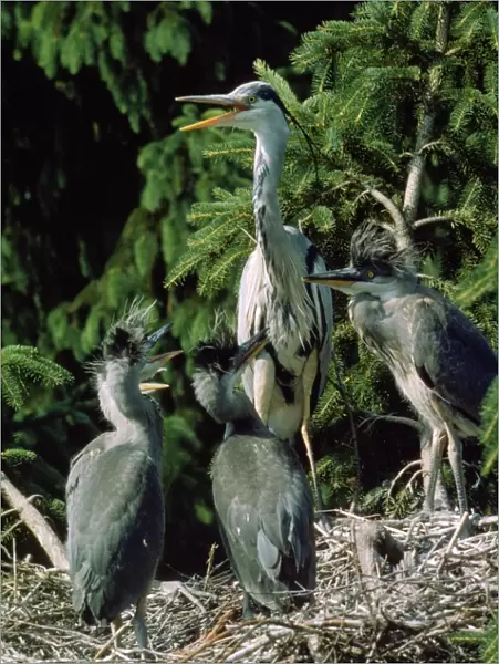 Heron - at nest with young
