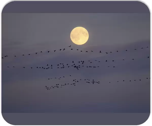 Common Cranes - in flight by moon - Mecklenburg-Vorpommern - Germany
