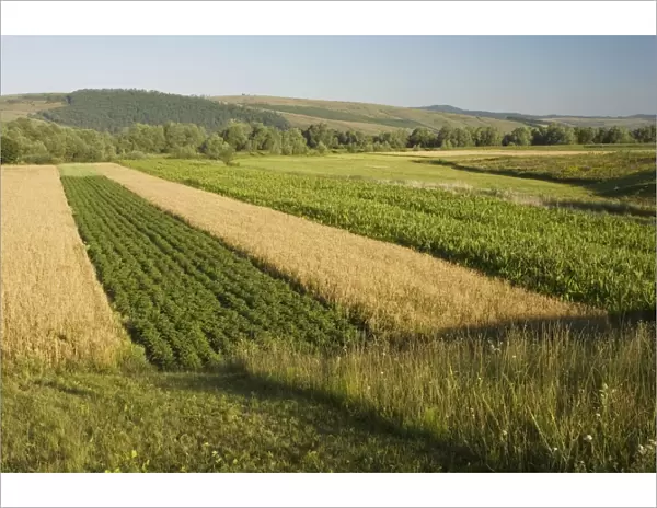 Strip fields in fragmented ownership. Saxon village area, Transylvania, Romania