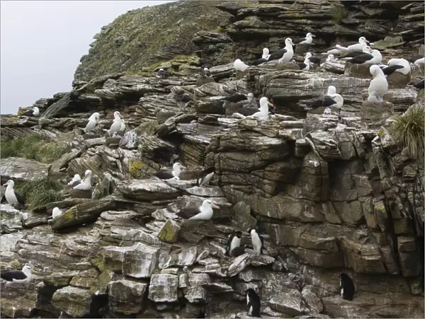 Black-browed Albatross - Colony on rocky cliff New Island, Falkland Islands