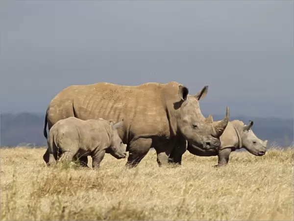 White  /  Square-lipped Rhino - family - Solio ranch - Kenya