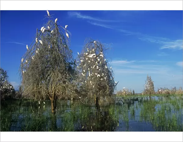 Cattle Egrets - nesting in drowned Acacia Trees - Lake Manyara - Tanzania