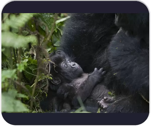 Mountain Gorilla - infant (less than one month old). Virunga Volcanoes National Park - Rwanda. Endangered Species