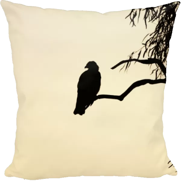 Black Kite - silhouette of bird at dusk - Queensland - Australia