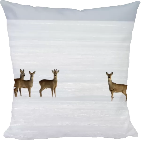Roe Deers - group in winter snow - Germany