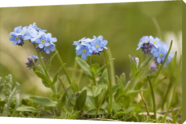 Alpine forget-me-not (Myosotis alpestris) in flower. Very rare in UK