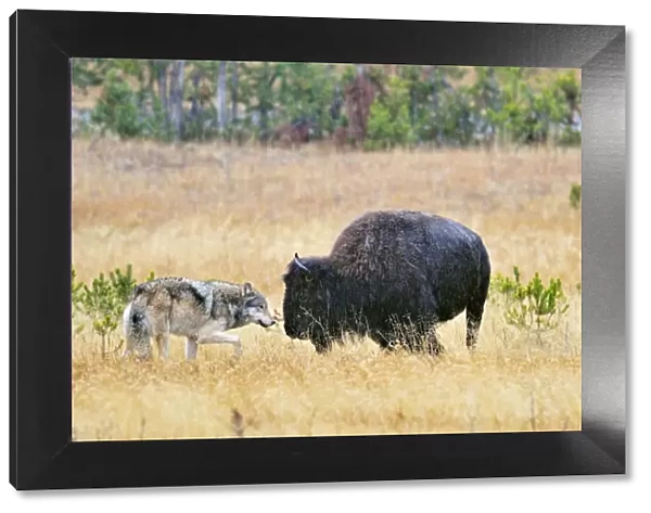 Wild Grey Wolf - trying to take down a Bison cow - Autumn - Yellowstone National Park - Wyoming - USA _D3D3164