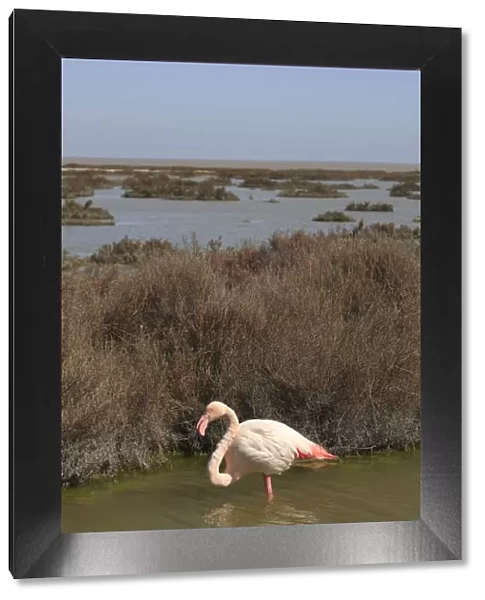 Greater Flamingo - in water. Pont-de-Gau ornithological park - Saintes Maries de la Mer - Camargue - Bouches du Rhone - France