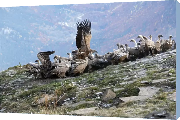 Eurasian Griffon Vulture - group at feeding station. Pyrenees - Spain