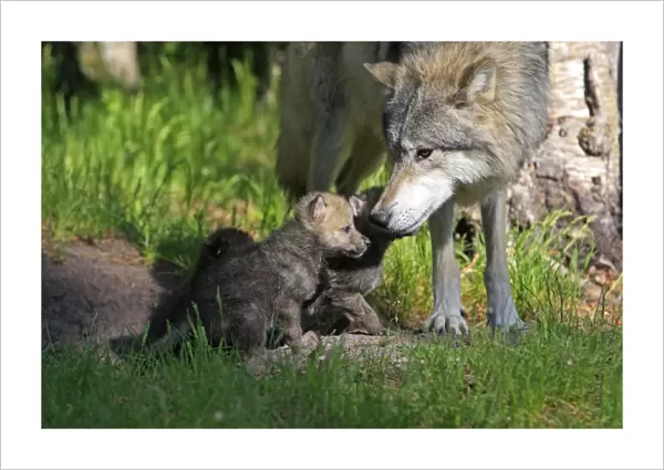 Grey  /  Timber Wolf - Adult with 1 month old pups. Montana - United States
