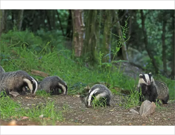 European Badger - group in woodland