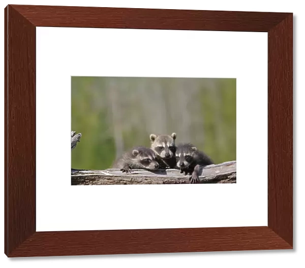 Raccoon - three babies. Minnesota - USA