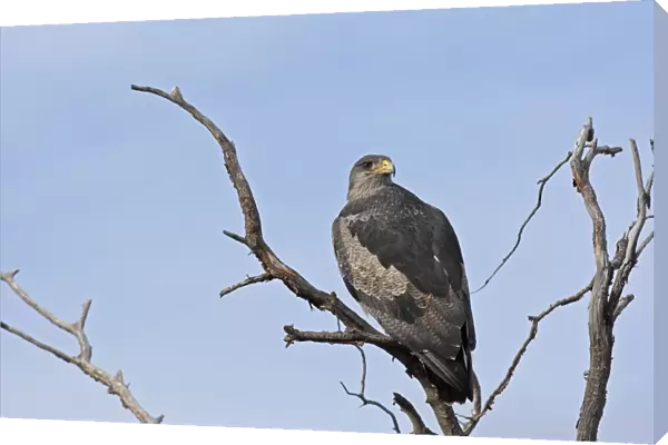 Black-chested Buzzard-Eagle. Magallanes Peninsula - Patagonia - Argentina