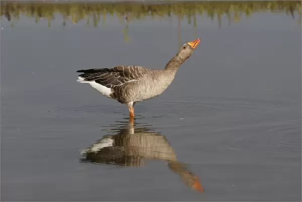 Greylag Goose - in water. Marquentaire - Bay of Somme - France