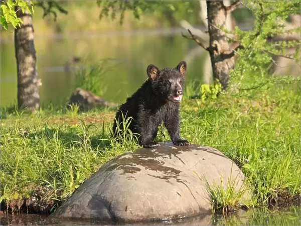 North American Black Bear - Spring cub 4 months by water. Minnesota - United States