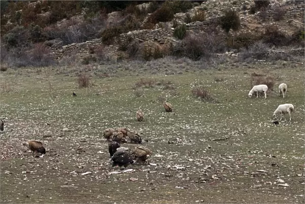 Eurasian Griffon Vulture & sheep - at feeding station. Pyrenees - Spain