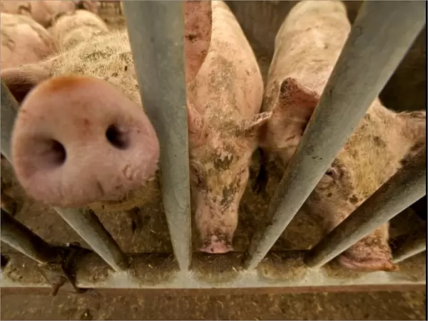 Large White Pigs – Behind bars in pen