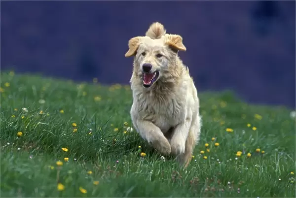 Hovawart Dog - Running in meadow