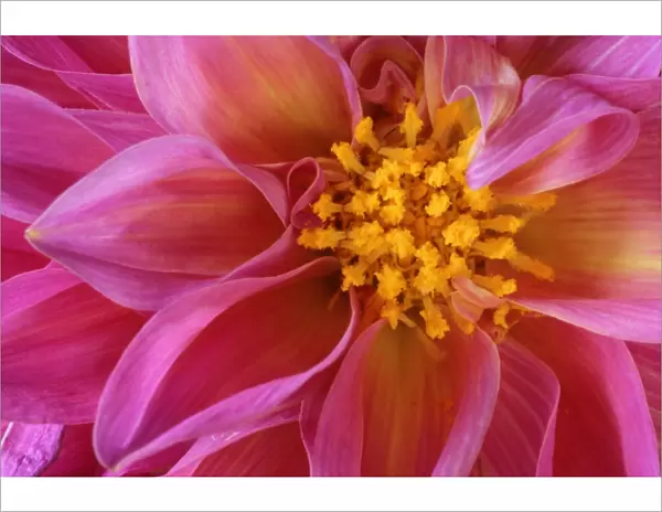 Dahlia detail of a pink coloured blossom Baden-Wuerttemberg, Germany