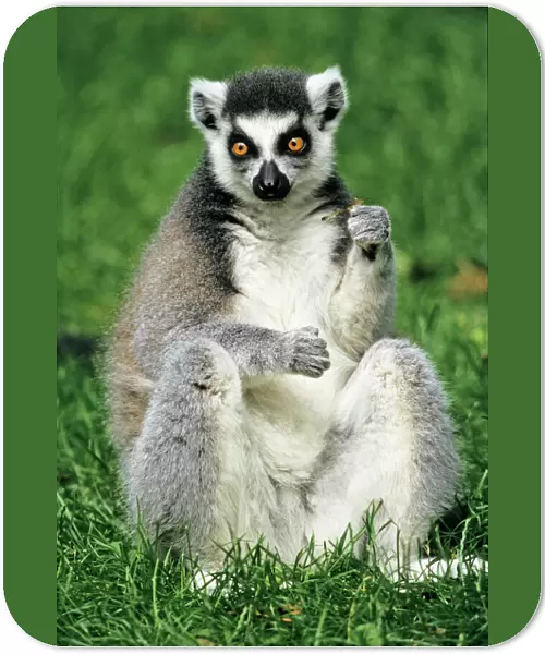 Ring-tailed Lemur - portrait, sitting on grass, Emmen, Holland