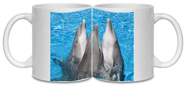 Bottlenose Dolphins - 3 together with noses out of the water