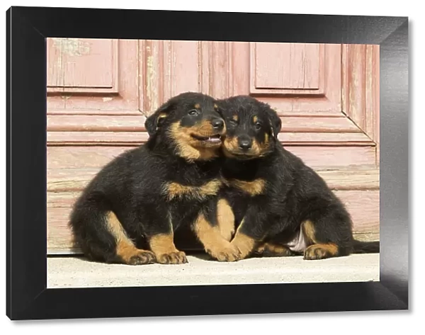 Dog - Beauceron  /  Bas Rouge  /  Berger de Beauce - two puppies. French Sheepdog