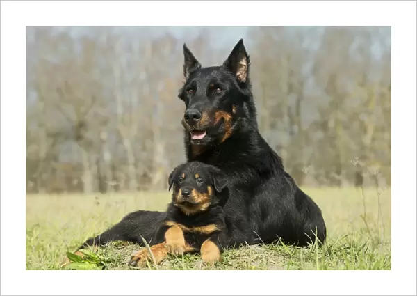 Dog - Beauceron  /  Bas Rouge  /  Berger de Beauce - adult and puppy. French Sheepdog