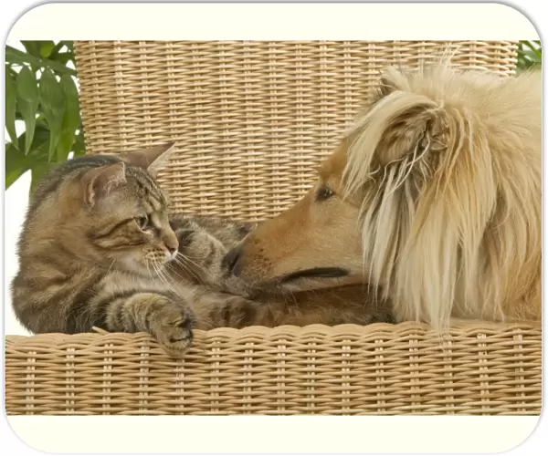 Dog - Rough Collie sniffing tabby cat
