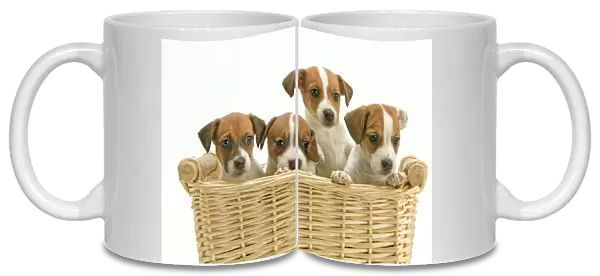 Dog - Jack Russell Terrier - four puppies in basket