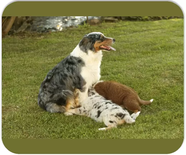 Australian Shepherd Dog - with two puppies suckling