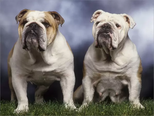 Dog - two English Bulldogs