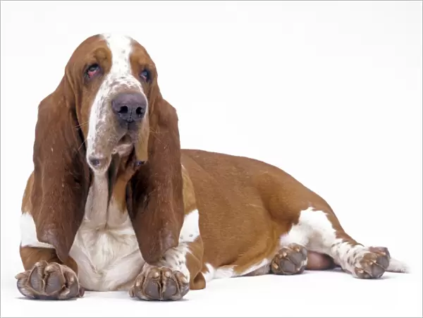 D0g - Basset hound