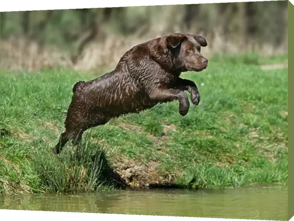 Dog - Chocolate Labrador Retriever jumping into water