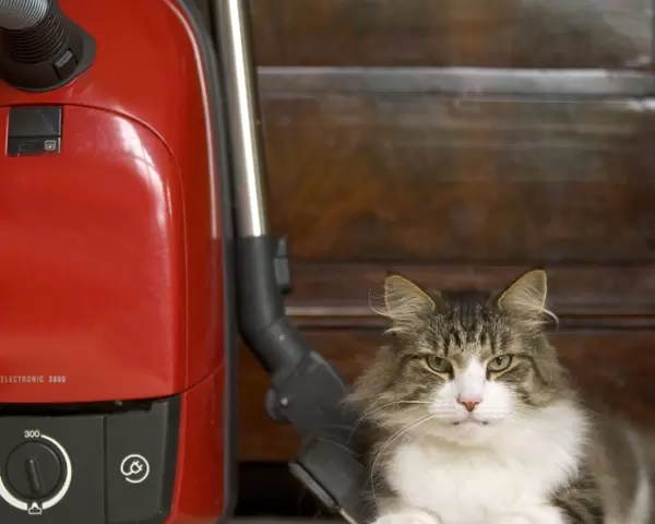 Norwegian Forest Cat - in house lying by vacuum cleaner