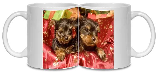 Dog - Yorkshire Terrier puppies with Christmas decorations