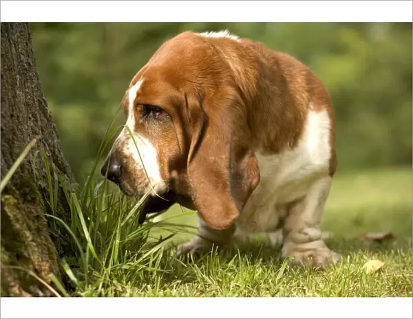 Basset Hound - dog sniffing around base of tree